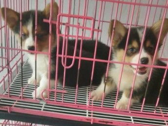 北京純種柯基犬市場(chǎng)價(jià)格解析與購(gòu)買指南