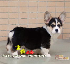 北京三色柯基幼犬選購(gòu)指南 京博犬舍與北京涵柯的專業(yè)服務(wù)